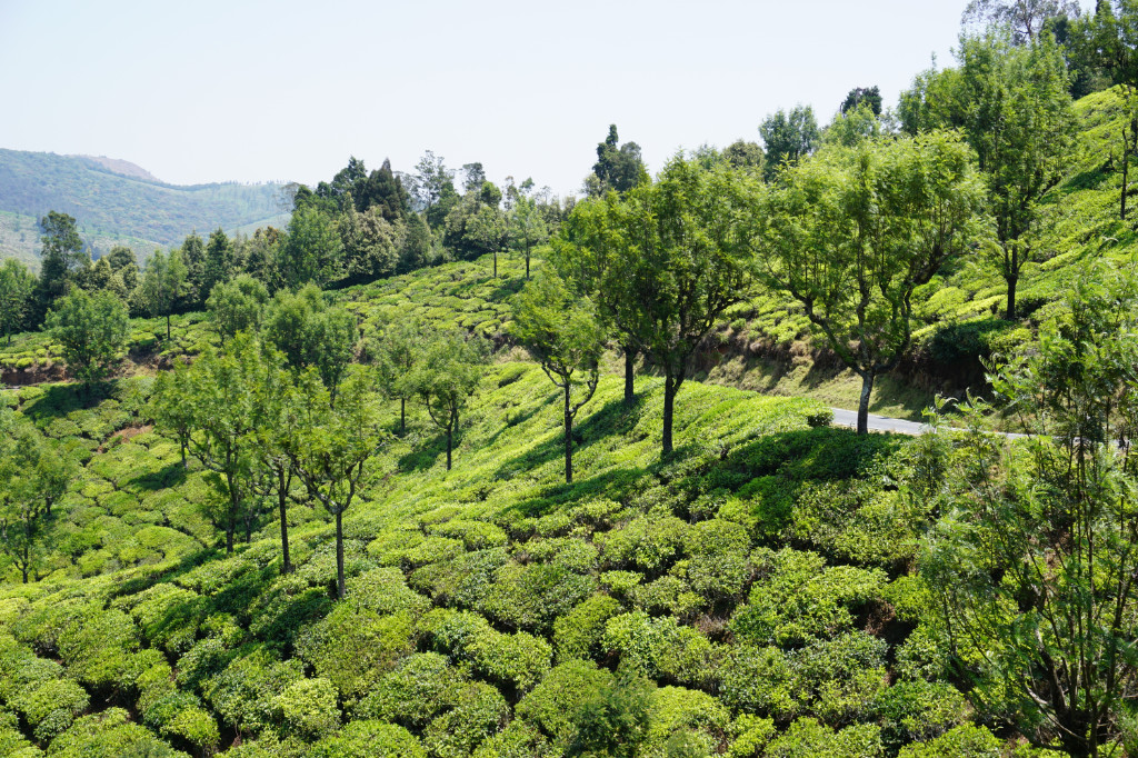 Teeplantage in Indien © Martin Krieger